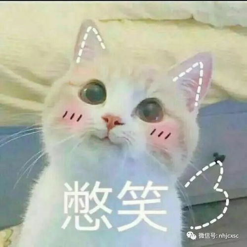 猥琐猫人脸表情包清晰猫
