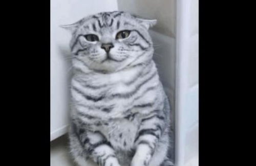  猫咪偷吃小鱼干被抓,墙角罚站生无可恋的表情萌翻网友