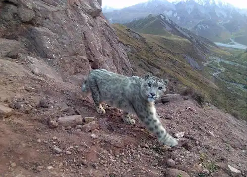 生物多样性保护丨世界雪豹日俊俏雪豹踏花而来,谁还不是个小公主 生物多样性保护丨世界雪豹日俊俏雪豹踏花而来,谁还不是个小公主