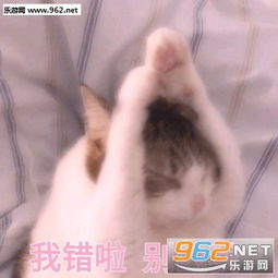  老婆我错了主动罚站表情包萌猫道歉带字表情包下载乐游网游戏下载