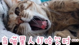 失眠表情包配图