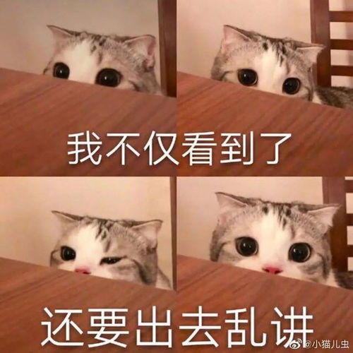  搞事搞事第203期喵表情