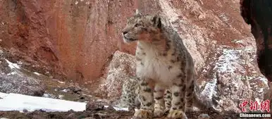 非比寻常的国家公园三江源 非比寻常的国家公园三江源