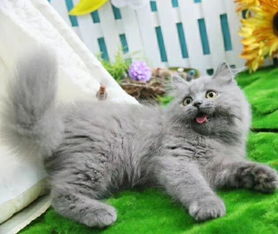  图专业繁殖英国短毛猫质保出售蓝加白疫苗做完怀化宠物猫怀化列表网