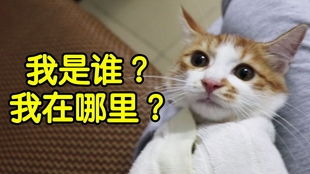  猫咪会如何报复拿它的猫抓板去固定喷漆夹的铲屎官