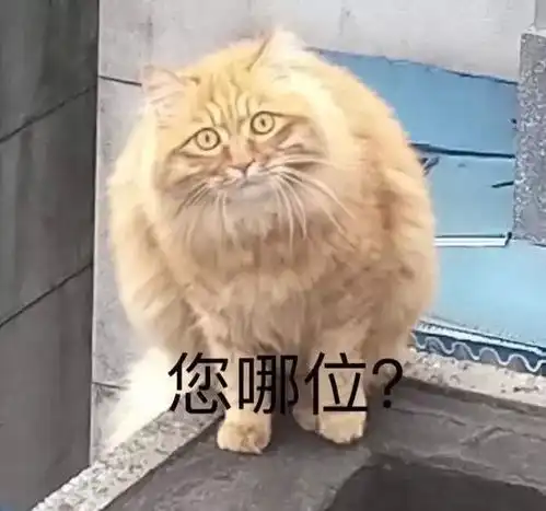 在最热猫咪表情包大合集速收 在最热猫咪表情包大合集速收