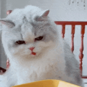  超级可爱的网红猫咪动态表情包