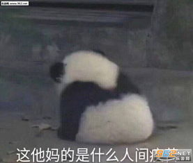  我的心上人真好看表情包这他妈的是什么人间疾苦小熊猫表情包下载乐游网游戏下载