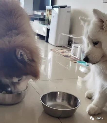  网友把雪橇犬的食物分给萨摩吃,下一秒它们的表情变化,笑到胃疼