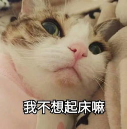 可爱喵咪表情包又又