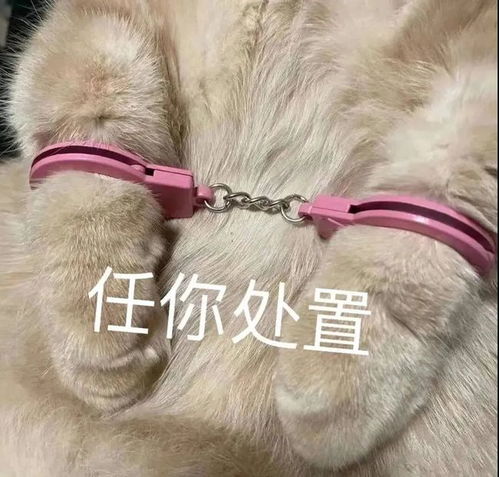 表情包又在伤本小姐的心 表情包又在伤本小姐的心