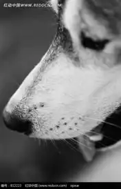 张着嘴吐舌头的狗的头部特写图片免费下载编号812223红动网 张着嘴吐舌头的狗的头部特写图片免费下载编号812223红动网