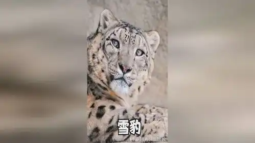 巨型银渐层,芝士雪豹和二哈一样智商被封印 巨型银渐层,芝士雪豹和二哈一样智商被封印