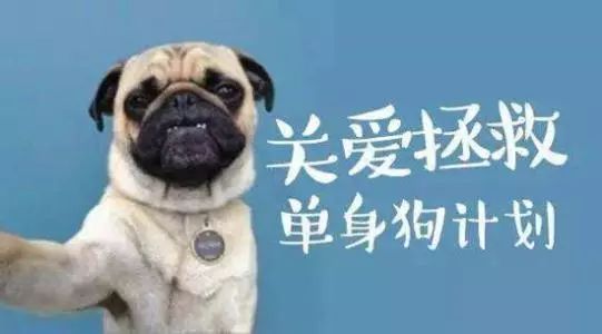  又是一年虐狗日单身狗求放过