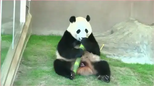 大熊猫吃竹子,这表情很欠揍 大熊猫吃竹子,这表情很欠揍
