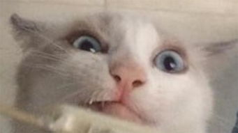  猫咪第一次吃冰淇淋,小心翼翼的尝了一口,然后