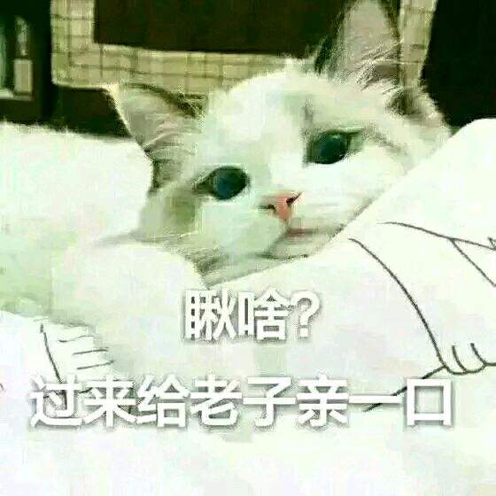 搞怪表情包猫