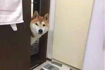 还记得那只喜欢趴窗口偷窥的狗狗么最近,它又有新动作了 还记得那只喜欢趴窗口偷窥的狗狗么最近,它又有新动作了