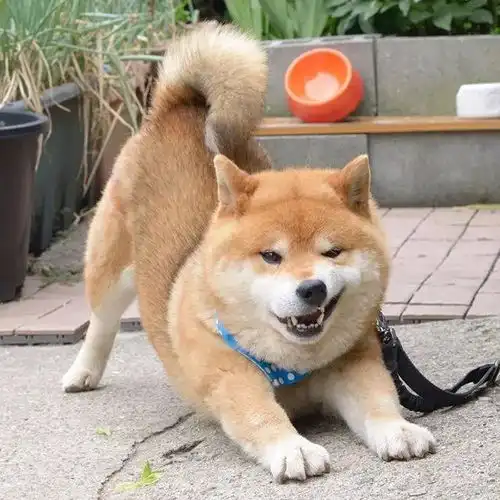 霸道总裁网红柴犬10岁了,以歪嘴笑走红网络,狗狗堪称移动表情包 霸道总裁网红柴犬10岁了,以歪嘴笑走红网络,狗狗堪称移动表情包