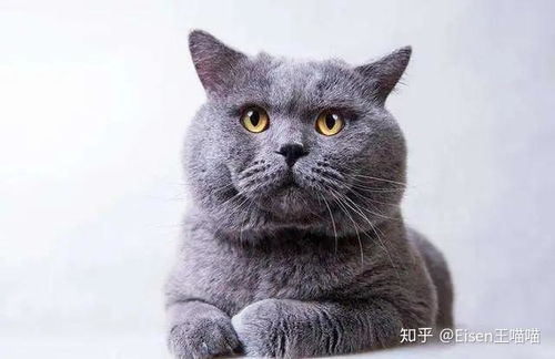 英国短毛猫表情包威胁猫