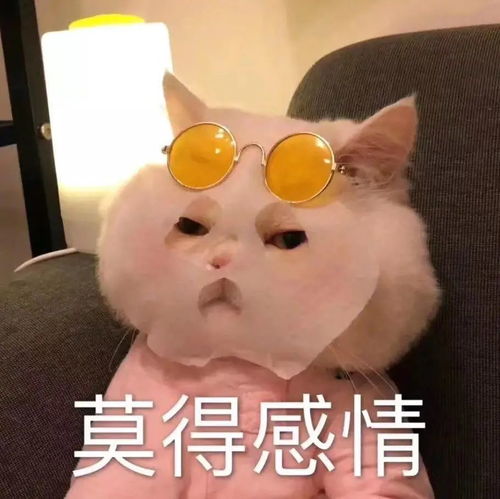 恶之花记者无语表情包猫