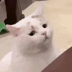  日语里的可爱有多少种说法
