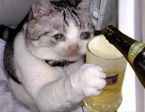  悲伤猫猫头表情包