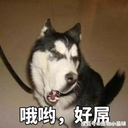 很无聊的表情包哈士奇