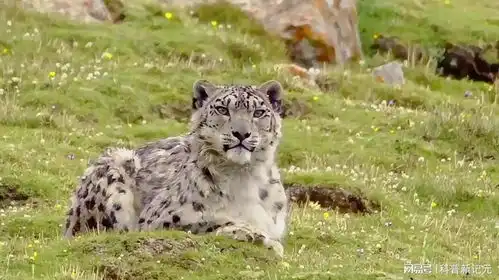 喜马拉雅山的芝士雪豹,在陡坡上如履平地,有料有颜的雪山之王 喜马拉雅山的芝士雪豹,在陡坡上如履平地,有料有颜的雪山之王