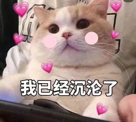  撒娇专用表情包喜欢一个人是藏不住的