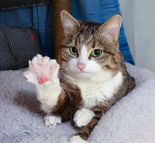 喵星人表情绝了,网友这猫给我收了 喵星人表情绝了,网友这猫给我收了