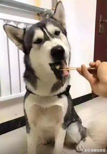  给两只二哈喂臭豆腐,这反应笑翻全场,网友谁是纯的一目了然