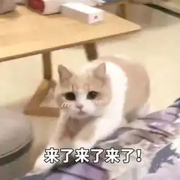 表情包和我一起做鸡好不好 表情包和我一起做鸡好不好