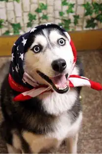 张若昀哈士奇表情包柴犬