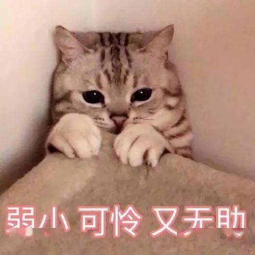  猫咪晕车吐了一地,我该怎么办啊