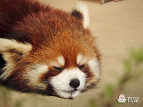  有助于睡眠的小熊猫牌表情包新鲜出炉啦