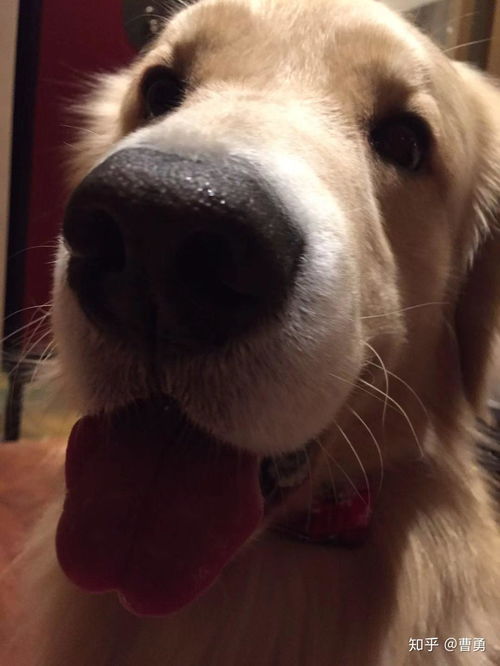  狗狗咧嘴真的是在笑吗