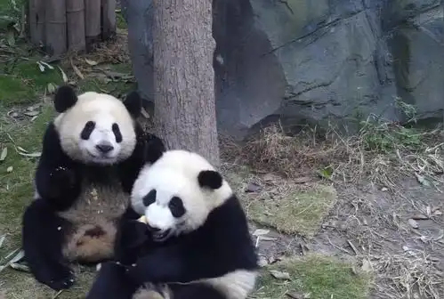 熊猫宝宝开心的吃着竹笋,突然被同伴从嘴里抢走,这表情太委屈了 熊猫宝宝开心的吃着竹笋,突然被同伴从嘴里抢走,这表情太委屈了