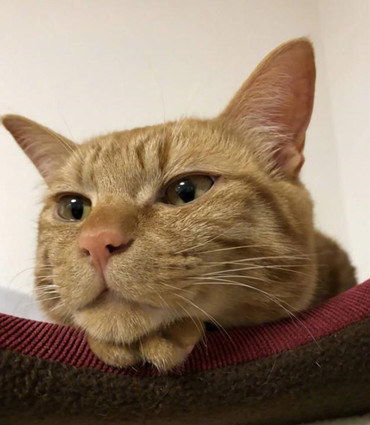  橘猫妈妈生完宝宝后,一度得了产后抑郁症,这个表情让主人心疼