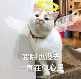  有最近流行的表情包吗