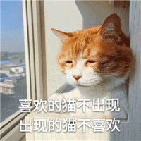  生无可恋表情包猫咪超萌一副生无可恋的猫咪表情包