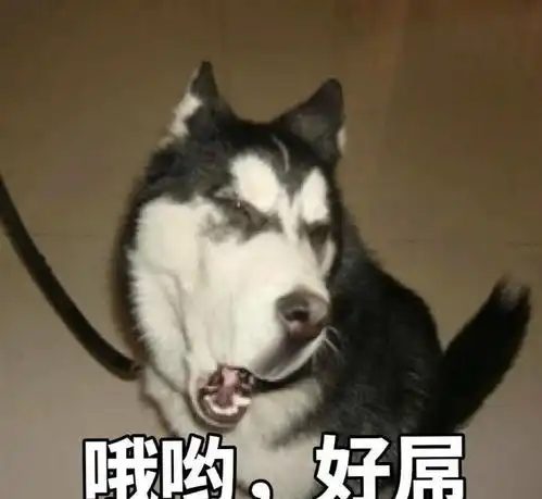  大型犬的攻击力都很强,特别是这四种狗狗,遇到了要尽量躲开