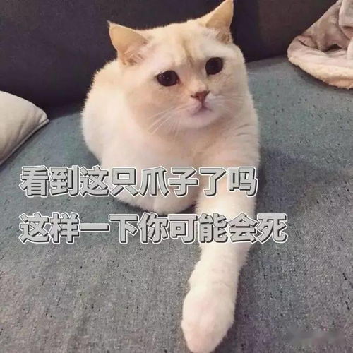  斗图日常喵咪可爱表情包