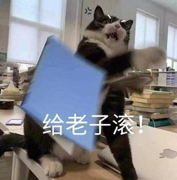  7月最新的100张热门表情包,聊天超有意思