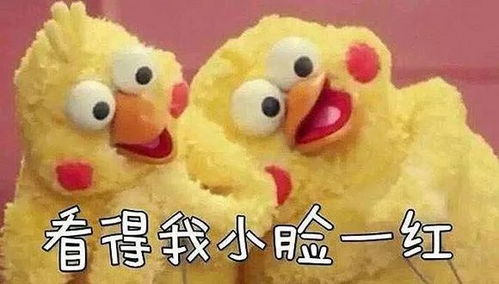 新宠物丨厉害了,龙王家族三兄弟