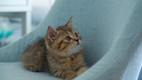  猫咪舔了一口酒怎么办