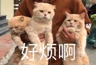  家里新来一只橘猫,主人带着两只猫咪一起去迎接,猫咪们的表情呆滞了
