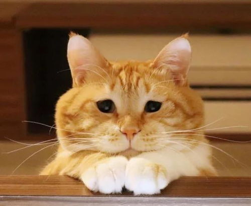  橘猫因太胖突遇意外一脸悲伤,主人却在一旁笑喷了