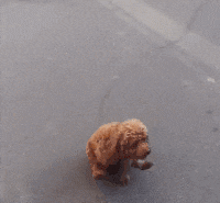 玩蛇表情包搞笑gif