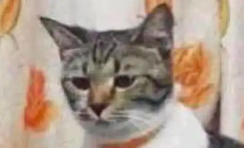 网友正抱着孩子,在远处的猫咪表情有点忧伤原本那是我的位置 网友正抱着孩子,在远处的猫咪表情有点忧伤原本那是我的位置